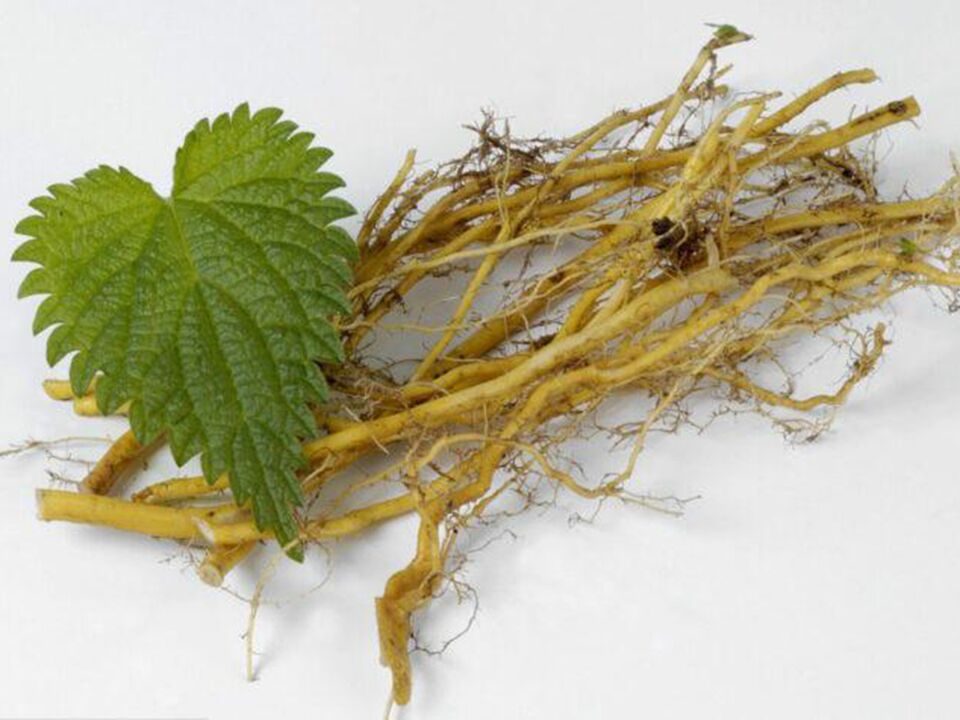 Stinging nettle in Dietoll